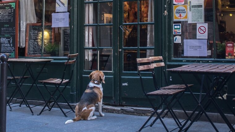 レストランのドアの前で、開店を待つ犬