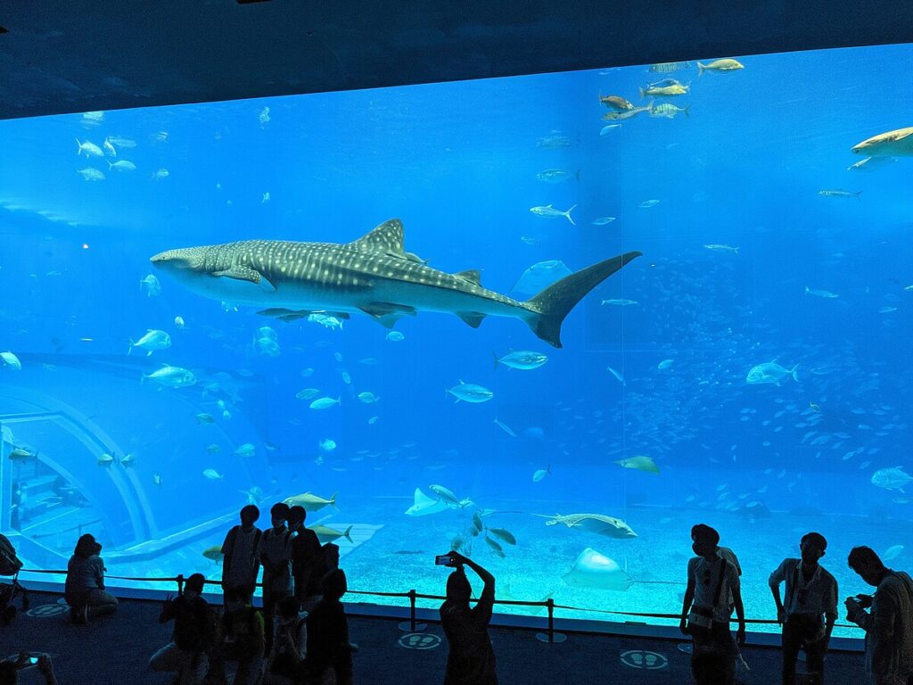 美ら海水族館２