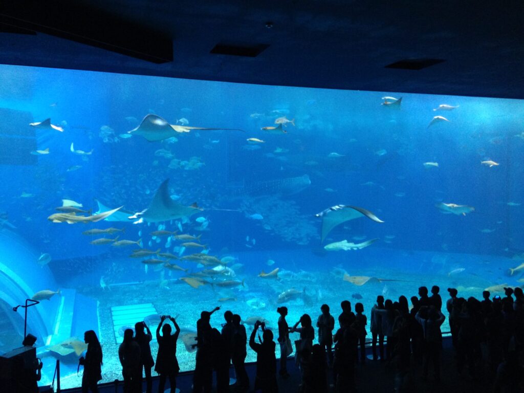 美ら海水族館４