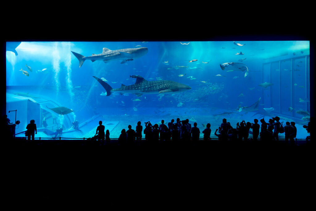 美ら海水族館３