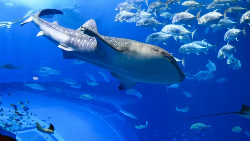 美ら海水族館のイメージ