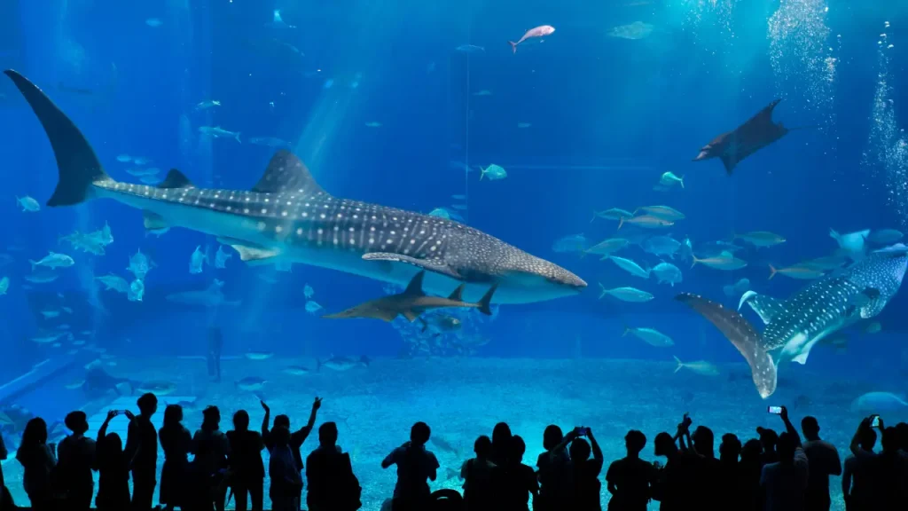 美ら海水族館の大水槽イメージ画像