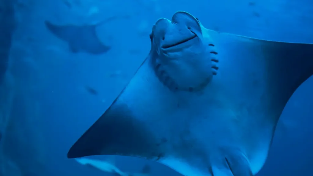 首をかしげるナンヨウマンタのイメージ
