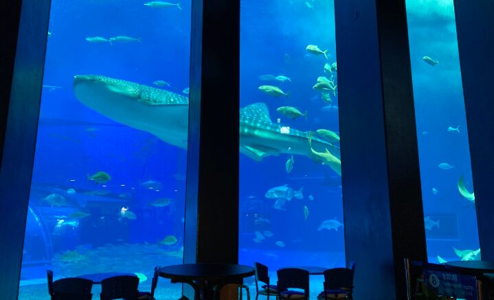 美ら海水族館公式サイトより　cafe OCEAN BLUE店内の画像