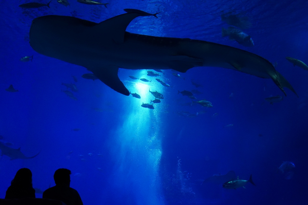 出典：美ら海水族館（公式画像）