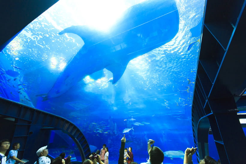 美ら海水族館大水槽ジンベエザメ（公式画像）