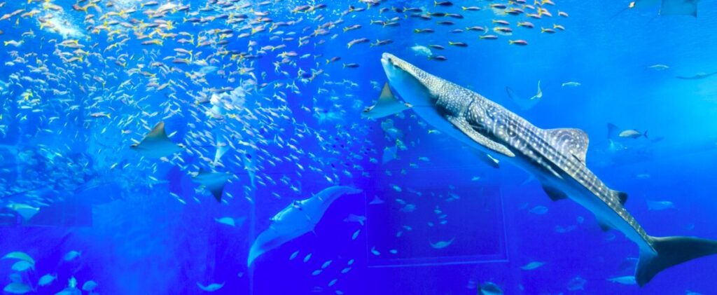 churaumi aquarium 
