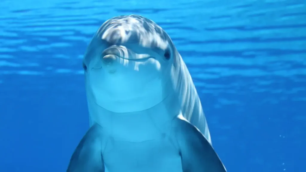 水族館のイルカイメージ画像