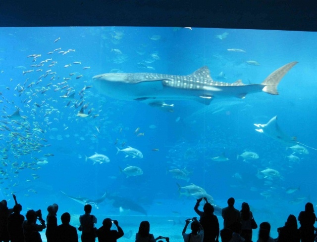 美ら海水族館画像