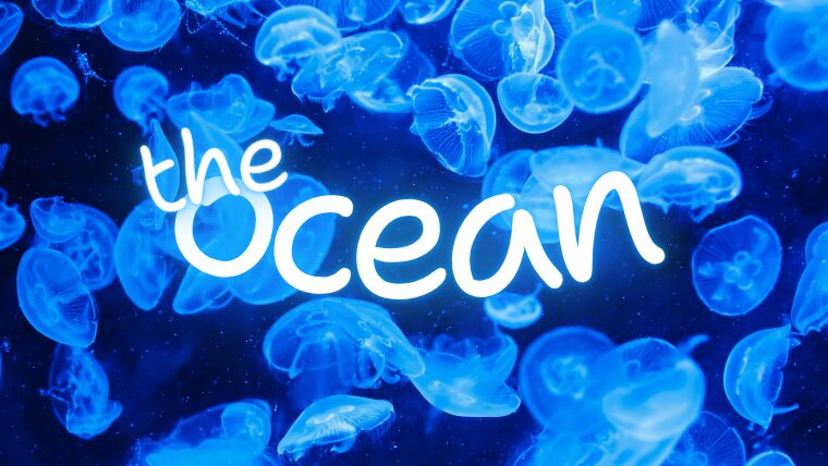 くらげの写真と「the ocean]
