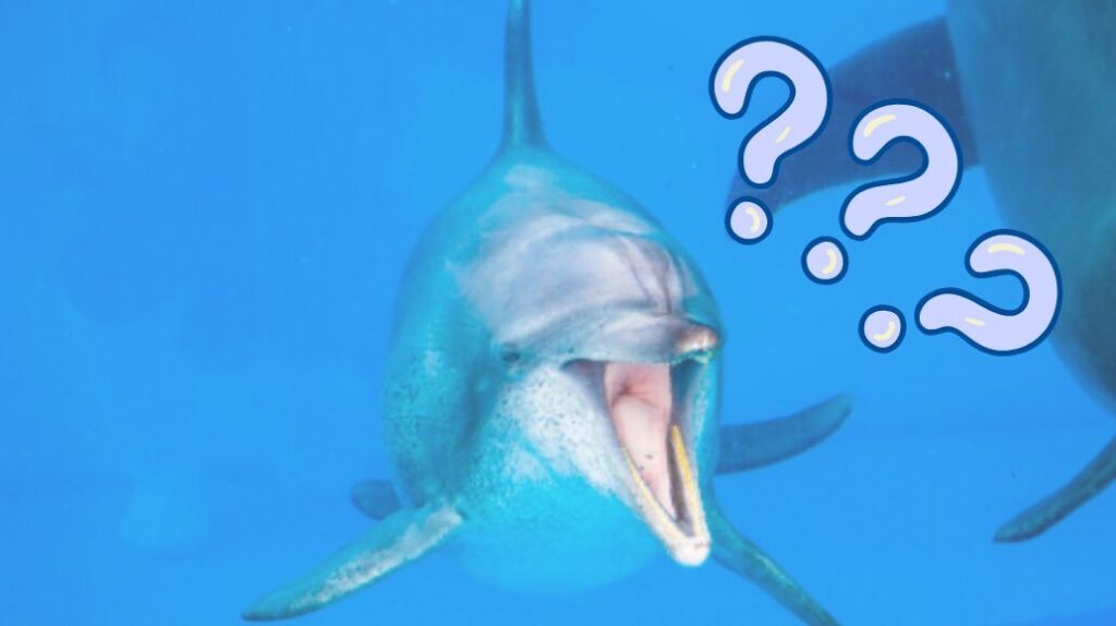 海洋博公園 美ら海水族館 オキちゃん劇場 イルカ