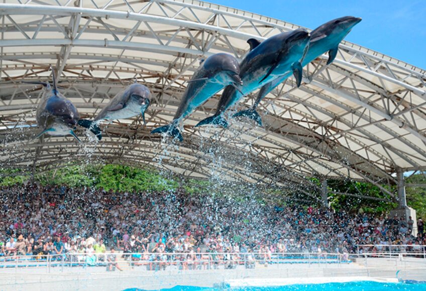 海洋博公園 オキちゃん劇場 イルカショー