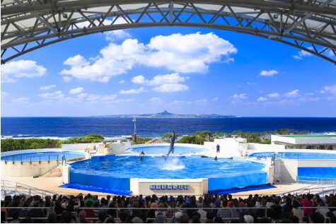 オキちゃん劇場 イルカショー 海洋博公園