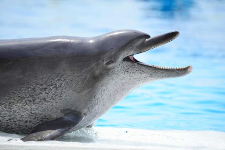 海洋博公園 美ら海水族館 オキちゃん劇場 イルカ