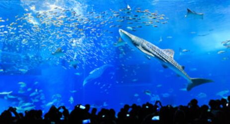 美ら海水族館 ジンベエザメ