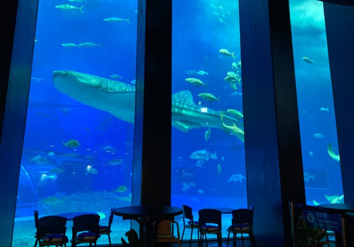 美ら海水族館 レストラン ジンベエザメ オーシャンブルー