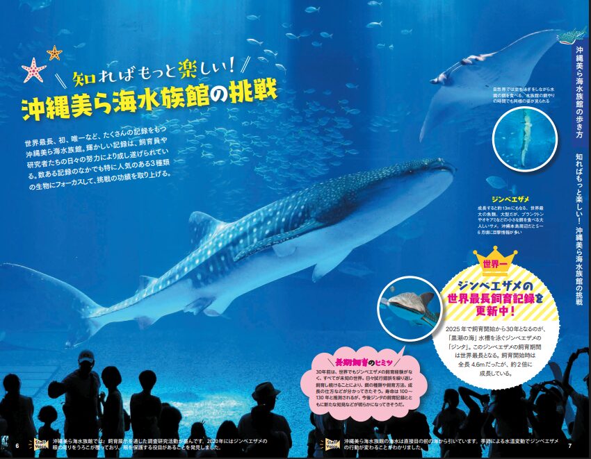 美ら海水族館 パンフレット ジンベエザメ