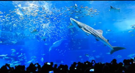 美ら海水族館 館内