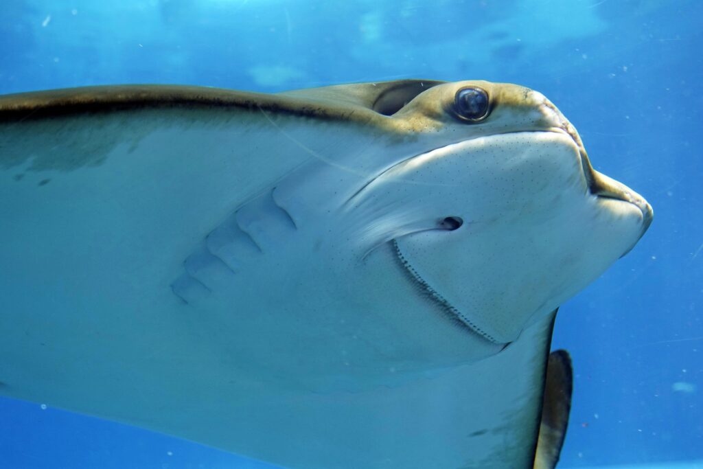 水族館イメージ