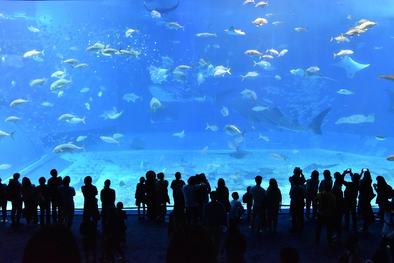 沖縄の美ら海水族館
